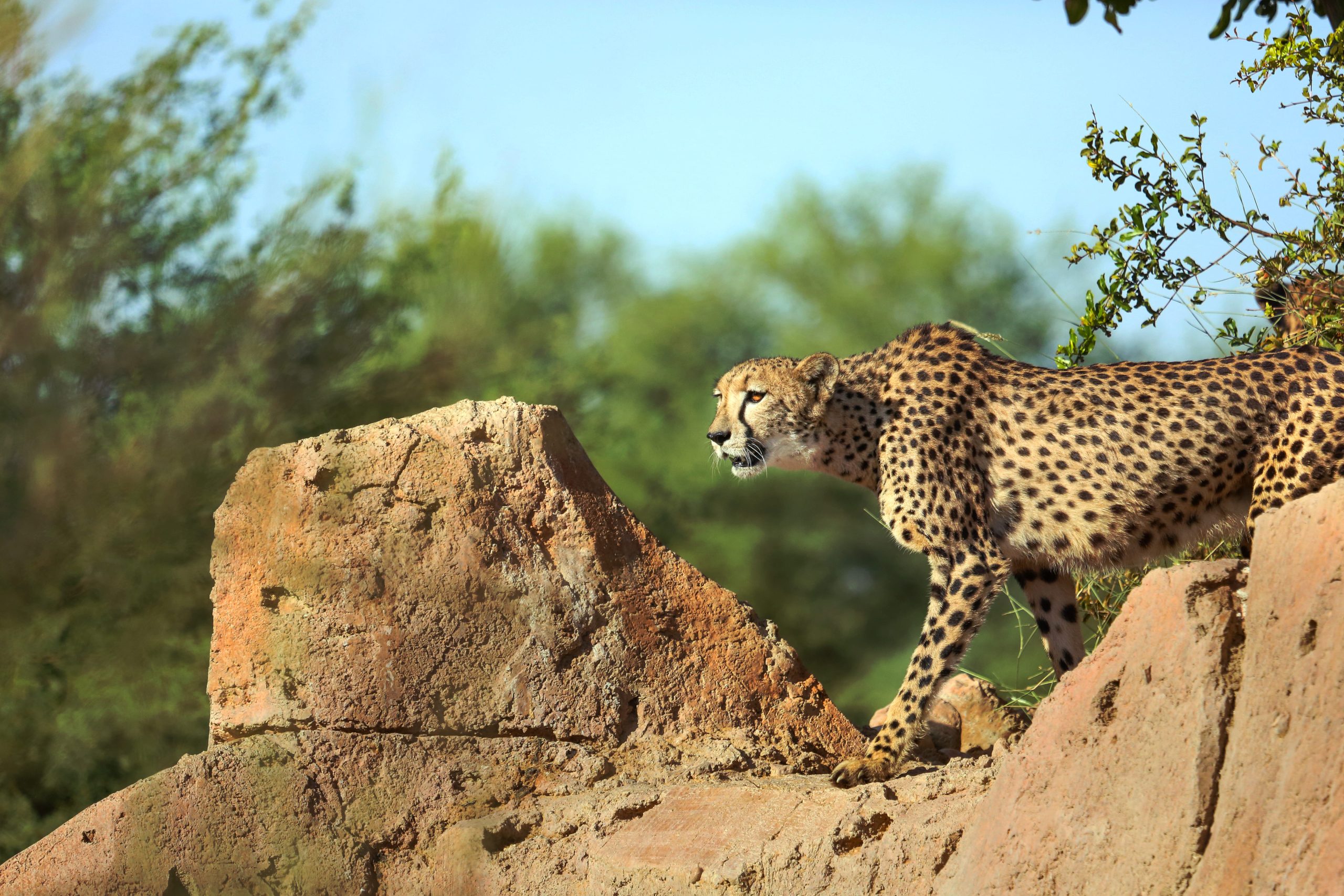 https://fasteagletravelandtoursim.com/wp-content/uploads/2025/05/Al-Ain-Zoo-1-scaled.jpg