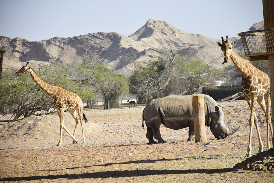 https://fasteagletravelandtoursim.com/wp-content/uploads/2025/05/al-ain-zoo-2_orig.jpg