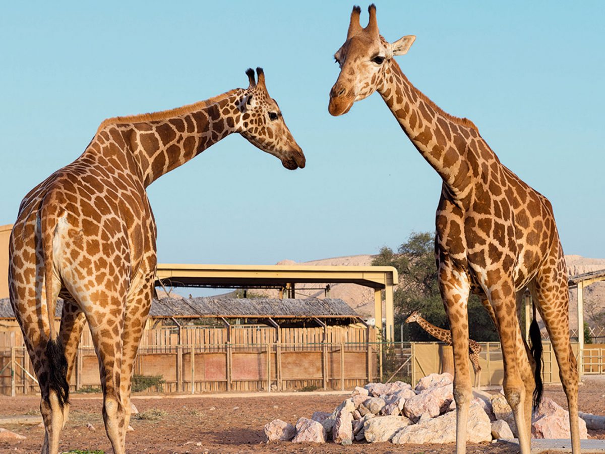https://fasteagletravelandtoursim.com/wp-content/uploads/2025/05/n7Vvsyh3-Al-Ain-Zoo-1-1200x900-1.jpg